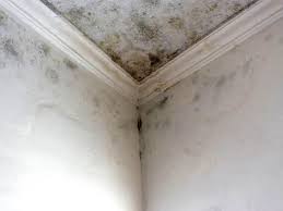 Reliable Anahuac, TX Mold Removal Services Solutions